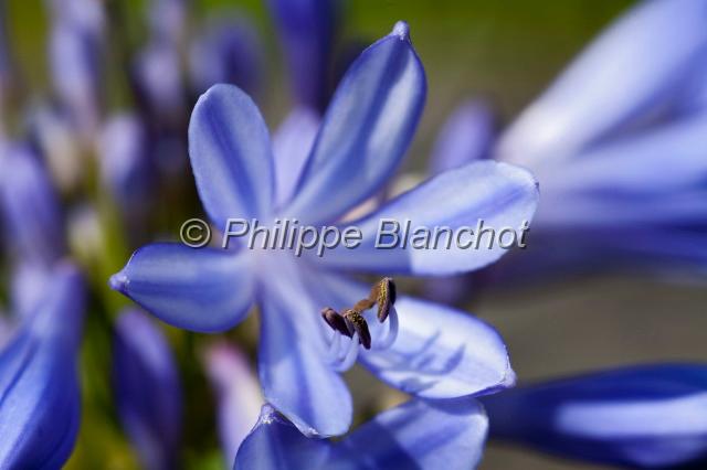 madere 25.JPG - Gros plan d'une fleur d'AgapantheAgapanthaceae (=Liliaceae), Madère, Portugal